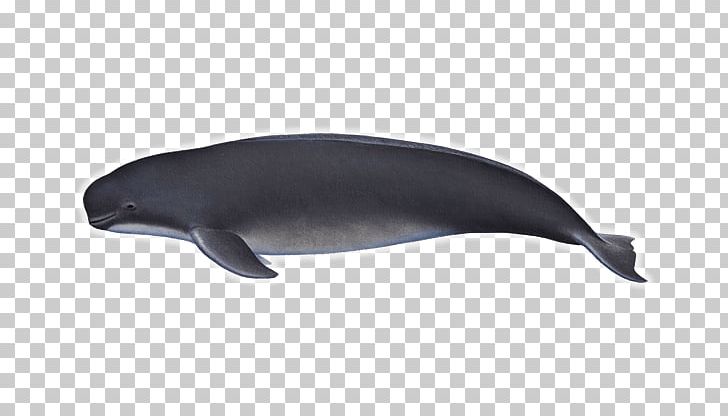 Tucuxi Common Bottlenose Dolphin Porpoise Cetaceans PNG, Clipart, Animals, Bottlenose Dolphin, Common Bottlenose Dolphin, Dauphin, Dolphin Free PNG Download