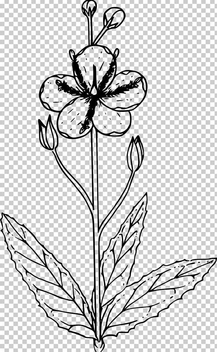Verbascum Thapsus Verbascum Nigrum PNG, Clipart, Art, Artwork, Black And White, Coloring Book, Computer Icons Free PNG Download