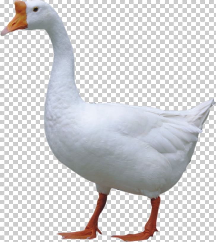 Duck Domestic Goose Jintan District PNG, Clipart, Animal, Animals, Background White, Beak, Big Free PNG Download