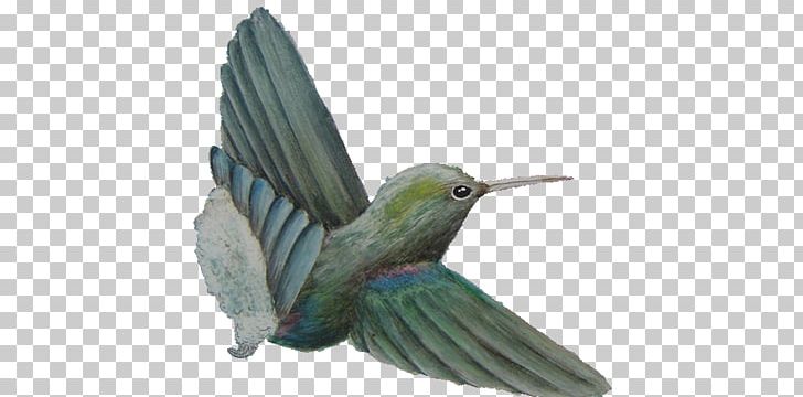 Hummingbird M Fauna Wing Beak PNG, Clipart, Animals, Beak, Bird, Cholet, Fauna Free PNG Download
