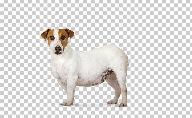 Jack Russell Terrier Parson Russell Terrier Dog Breed Dachshund Poodle PNG, Clipart, Breed, Carnivoran, Companion Dog, Dachshund, Dog Free PNG Download