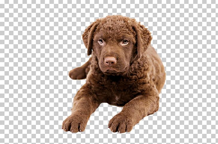 Chesapeake Bay Retriever Labrador Retriever Golden Retriever Flat-Coated Retriever Tibetan Mastiff PNG, Clipart, Animals, Breed, Canidae, Carnivoran, Che Free PNG Download