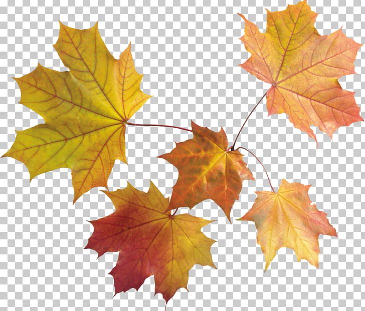 Maple Leaf Autumn Leaf Color PNG, Clipart, Autumn, Autumn Leaf Color, Autumn Leaves, Autumn Png Leaves, Free Free PNG Download