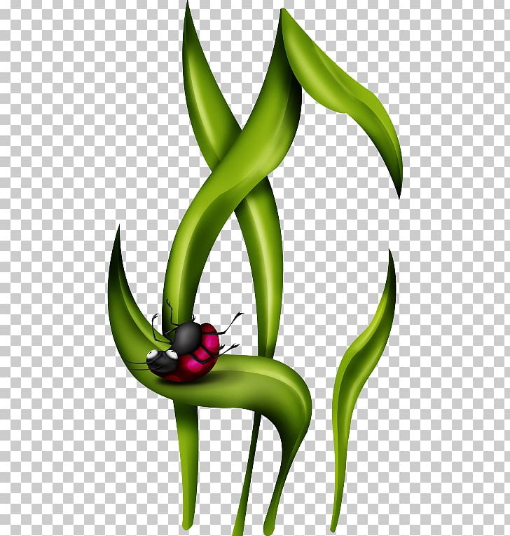 Beetle Coccinella PNG, Clipart, Animals, Animated Film, Beetle, Cartoon, Coccinella Free PNG Download