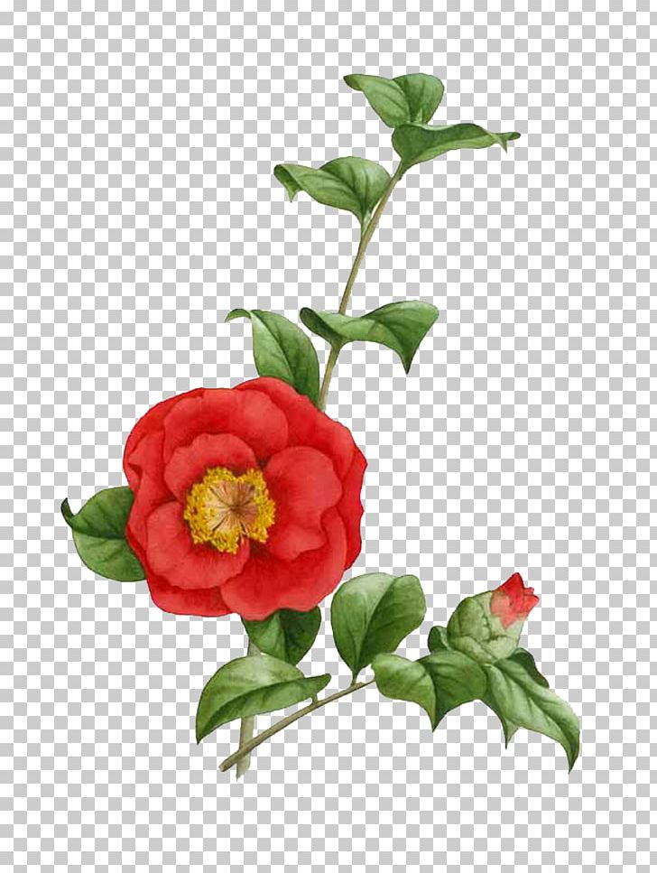 Japanese Camellia Tea Seed Oil The Best Camellias Painting Flower PNG, Clipart, Art, Best Camellias, Botanical Illustration, Camellia, Cut Flowers Free PNG Download