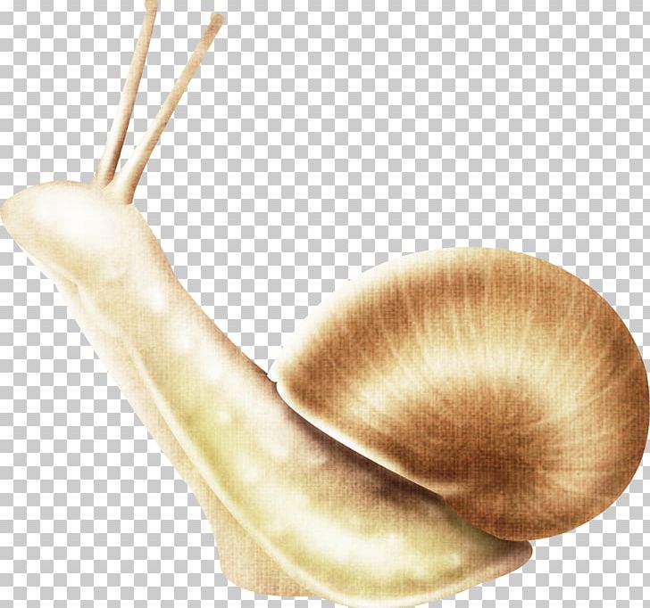 Snail Insect Gastropods Slug PNG, Clipart, Animal, Animals, Butterflies And Moths, Computer, Desktop Wallpaper Free PNG Download