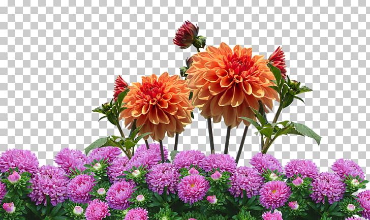 Dahlia Flower Garden Flower Garden Desktop PNG, Clipart, Annual Plant, Aster, Autumn, Chrysanths, Cut Flowers Free PNG Download