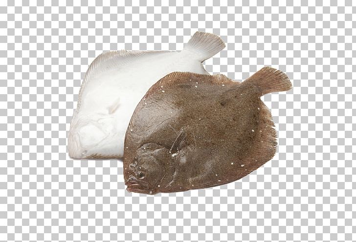 Brill Turbot Stock Photography Fish PNG, Clipart, Alamy, Animals, Brill, Common Sole, Fish Free PNG Download
