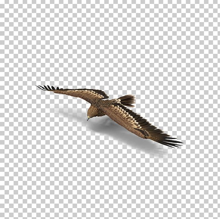 Animals Fauna Dynamic PNG, Clipart, Android, Animals, Beak, Bird, Bird Of Prey Free PNG Download
