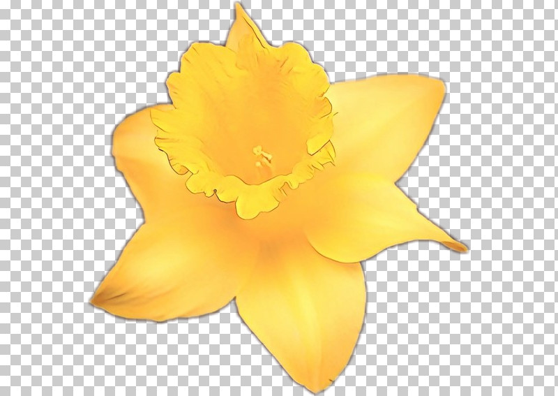 Yellow Petal Plant Leaf Flower PNG, Clipart, Flower, Leaf, Narcissus, Petal, Plant Free PNG Download