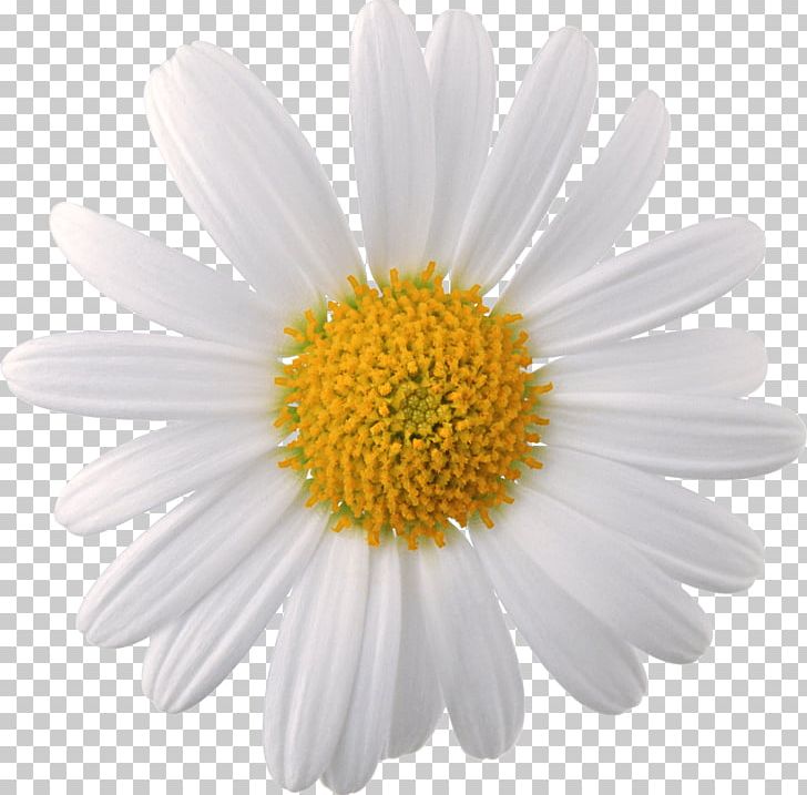 Chamomile Flower PNG, Clipart, Aster, Camomile, Chamaemelum Nobile, Chamomile, Chrysanths Free PNG Download