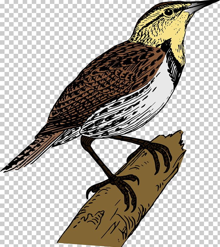 Flappet Lark PNG, Clipart, Animation, Bbcode, Beak, Bird, Cuculiformes Free PNG Download