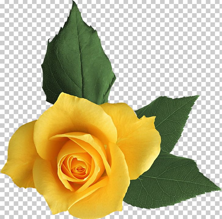 Garden Roses Flower PNG, Clipart, Collage, Cut Flowers, Decoupage, Designe, Floribunda Free PNG Download