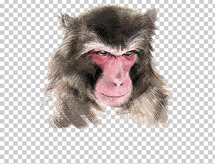 Macaque Monkey Chinese Zodiac PNG, Clipart, Animals, Brown, Cartoon, Cercopithecidae, Chinese Free PNG Download