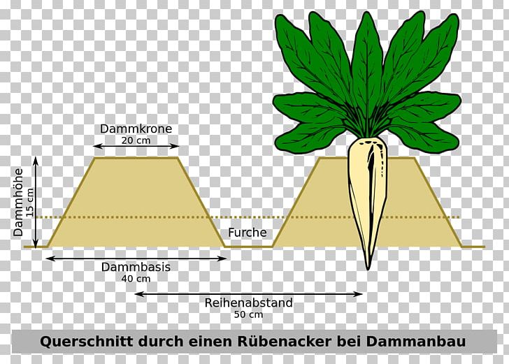 Sugar Beet Beetroot Sucrose Frosting & Icing PNG, Clipart, Angle, Area, Baking, Beetroot, Beta Free PNG Download