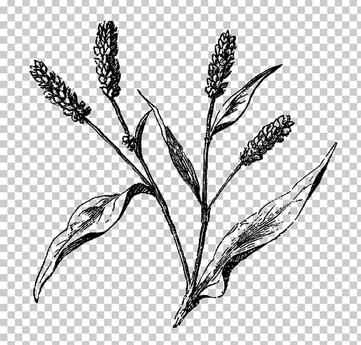 Wildflower Drawing Twig PNG, Clipart, Art, Black And White, Botanical Flowers, Botanical Illustration, Botany Free PNG Download