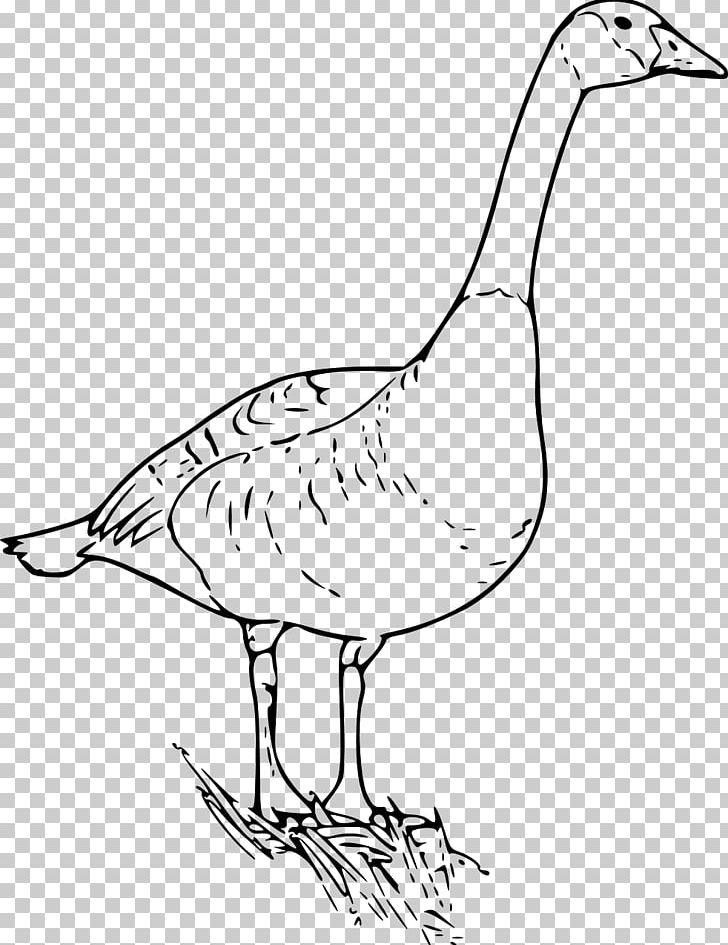 Canada Goose Duck Drawing PNG, Clipart, Anatidae, Animals, Artwork, Beak, Bird Free PNG Download