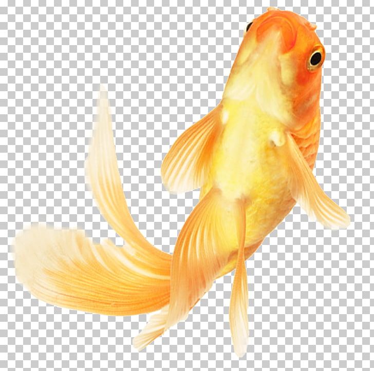 Chinese Goldfish Ornamental Fish PNG, Clipart, Albom, Animals, Aquarium, Bony Fish, Chinese Free PNG Download