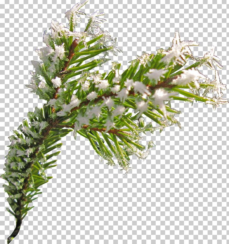 Fir Spruce Conifer Cone PNG, Clipart, Author, Branch, Conifer, Conifer Cone, Conifers Free PNG Download