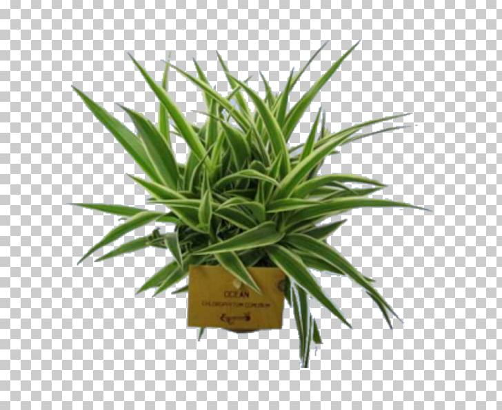 Flowerpot Houseplant Tropical Woody Bamboos PNG, Clipart, Aloe, Arecaceae, Cactaceae, Flower, Flower Garden Free PNG Download