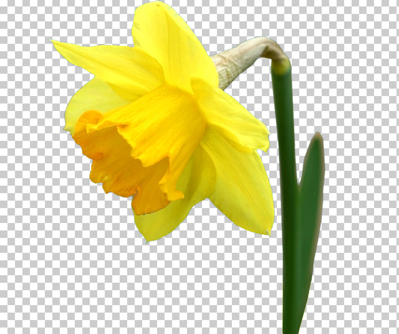 Flower Yellow Petal Narcissus Plant PNG, Clipart, Amaryllis Family, Flower, Narcissus, Pedicel, Petal Free PNG Download
