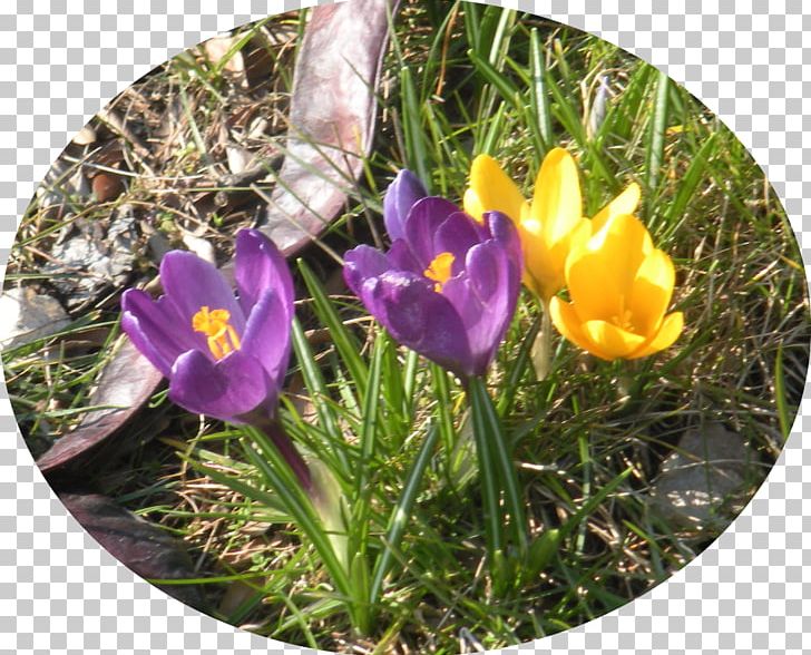 Crocus Wildflower PNG, Clipart, Crocus, Flora, Flower, Flowering Plant, Grass Free PNG Download