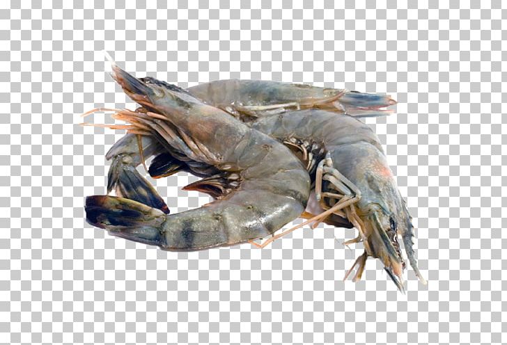 Giant Tiger Prawn Shrimp Prawns Chingri Malai Curry PNG, Clipart, American Lobster, Animals, Animal Source Foods, Caramote Prawn, Claw Free PNG Download