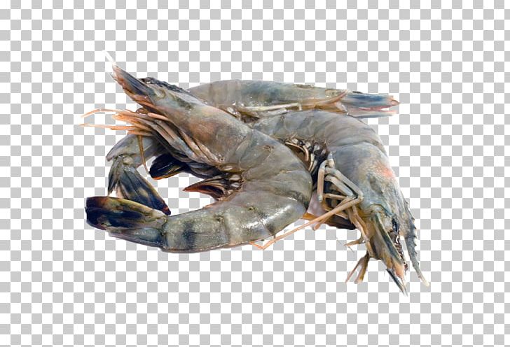 giant tiger prawn shrimp prawns chingri malai curry png clipart american lobster animals animal source foods giant tiger prawn shrimp prawns chingri