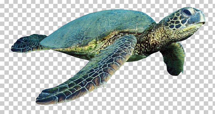 Green Sea Turtle Reptile PNG, Clipart, Animal, Animal Figure, Animals, Balina, Balina Resimleri Free PNG Download