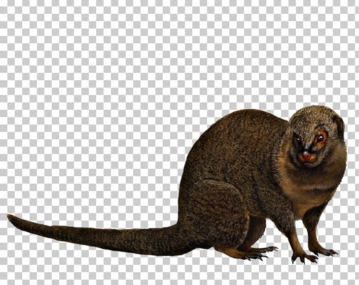 Hawaii Mongoose Animal Travellers' Wildlife Guides Costa Rica Mammal PNG, Clipart, Animal, Carnivoran, Fauna, Hawaii, Hawaiian Islands Free PNG Download