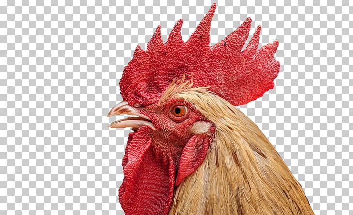 Rooster Face Chicken PNG, Clipart, Animal, Beak, Bird, Chicken, Closeup Free PNG Download