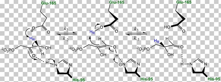 Triosephosphate Isomerase Deficiency Hemolytic Anemia Enzyme PNG, Clipart, Anemia, Angle, Circle, Diagram, Disease Free PNG Download