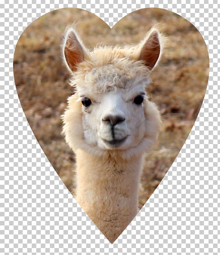 Alpaca Llama Wool Vicuña Fiber PNG, Clipart, Alpaca, Camel Like Mammal, Fiber, Flower Chain, Hair Free PNG Download