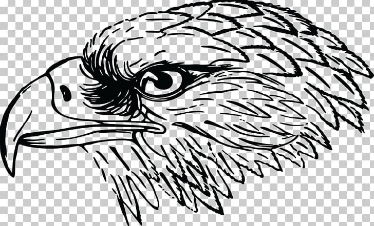 Bald Eagle White-tailed Eagle Bird PNG, Clipart, Accipitridae, Animals, Art, Artwork, Bald Eagle Free PNG Download