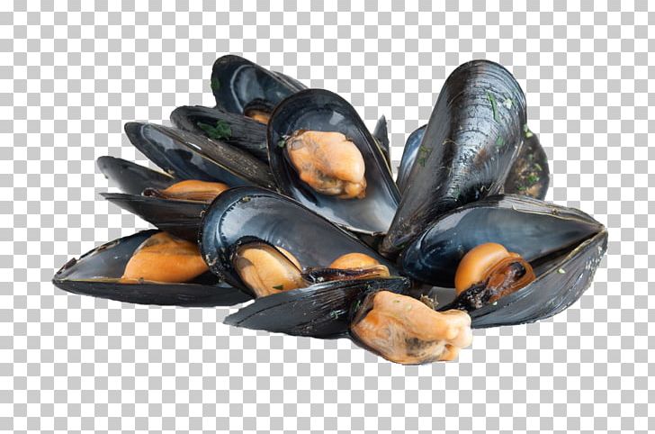 Blue Mussel Bivalvia Bony Fishes Clam Oyster PNG, Clipart, Animal Source Foods, Bivalvia, Blue Mussel, Bouchot, Clams Oysters Mussels And Scallops Free PNG Download