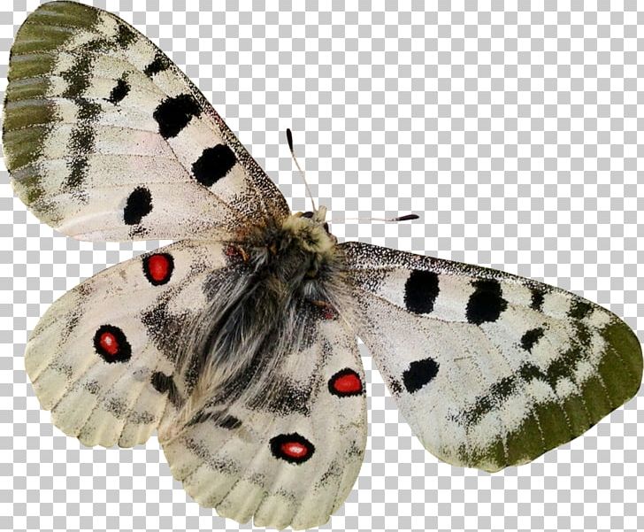 Butterflies And Moths PNG, Clipart, 2018, Animal, Arthropod, Blog, Bombycidae Free PNG Download