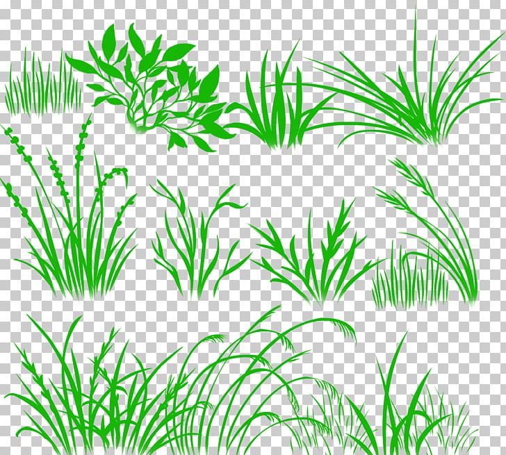 Herbaceous Plant Drawing Desktop PNG, Clipart, Aquarium Decor, Branch, Desktop Wallpaper, Digital Image, Grass Free PNG Download