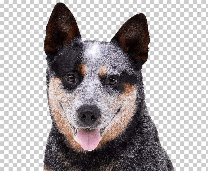Ormskirk Terrier Stumpy Tail Cattle Dog Australian Cattle Dog Australian Kelpie Rare Breed (dog) PNG, Clipart, Australian Stumpy Tail Cattle Dog, Breed, Breed Group Dog, Carnivoran, Clicker Free PNG Download