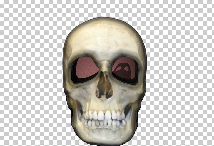 Skull Liang Bua Skeleton Homo Sapiens Flores Man PNG, Clipart, Anatomy, Ape, Bone, Facial Skeleton, Fantasy Free PNG Download