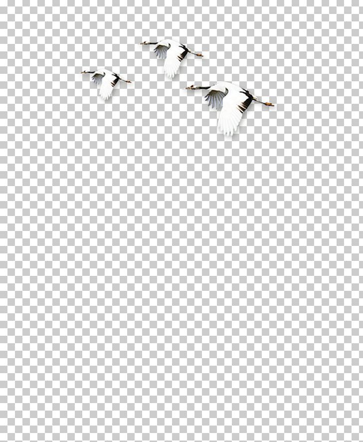 White Black Angle Pattern PNG, Clipart, Angle, Bird, Birds, Black, Black And White Free PNG Download