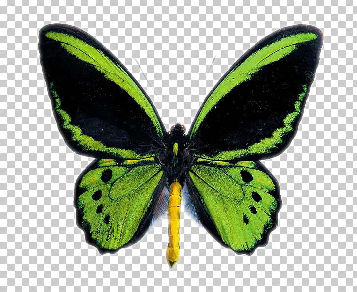 Australian Butterfly Sanctuary Insect Ornithoptera Euphorion Ornithoptera Priamus PNG, Clipart, Arthropod, Australian Butterfly Sanctuary, Birdwing, Brush Footed Butterfly, Butter Free PNG Download