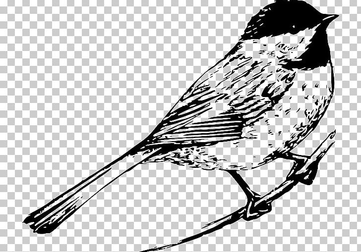 Bird Drawing Line Art PNG, Clipart, Animals, Art, Artwork, Beak, Bird Flight Free PNG Download