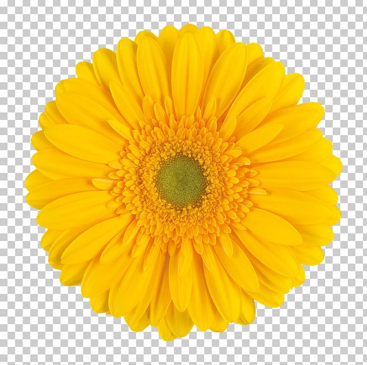 Common Daisy Stock Photography PNG, Clipart, Calendula, Chrysanths, Common Daisy, Cut Flowers, Daisy Free PNG Download
