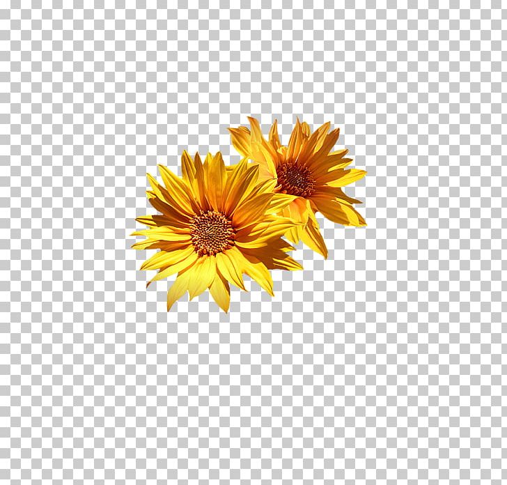 Common Sunflower Chrysanthemum Cut Flowers Sunflower Medley Printing PNG, Clipart, Acrylic Paint, Chrysanthemum, Chrysanths, Common Sunflower, Cut Flowers Free PNG Download