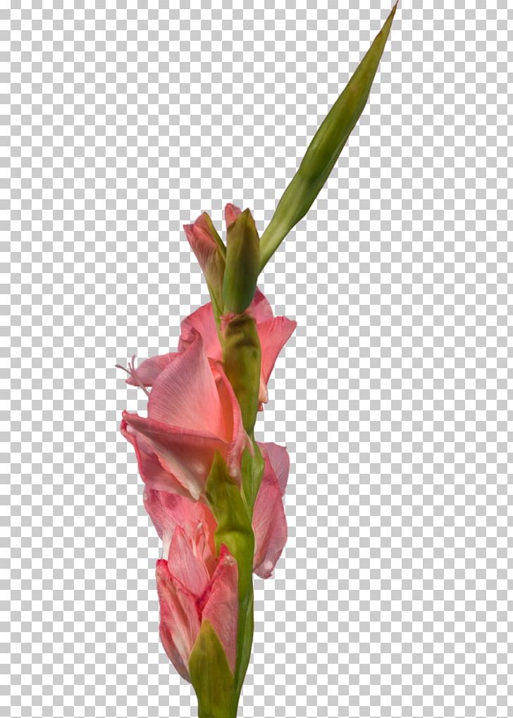 Gladiolus Cut Flowers Plant Stem PNG, Clipart, Alexander Litvinenko, Animation, Author, Bud, Child Free PNG Download