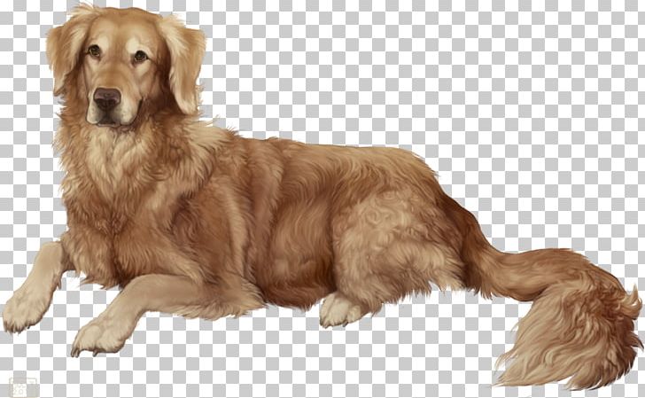 Golden Retriever Nova Scotia Duck Tolling Retriever Worldly Dogs Puppy Dog Breed PNG, Clipart, Animal, Animals, Breed Group Dog, Canidae, Carnivoran Free PNG Download