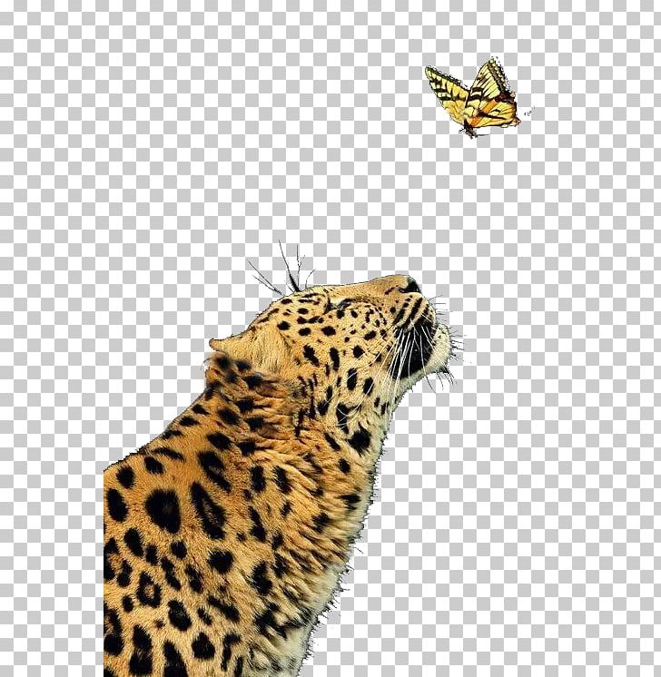 Leopard Cheetah Jaguar Butterfly Felidae PNG, Clipart, Amur Leopard, Animal, Animals, Big Cat, Big Cats Free PNG Download
