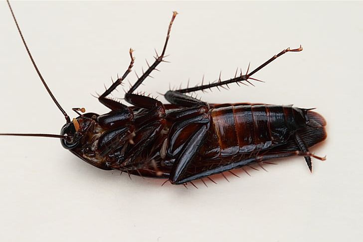 Smokybrown Cockroach Australian Cockroach American Cockroach Insect PNG, Clipart, American Cockroach, Animals, Australia, Cockroach, Fauna Free PNG Download