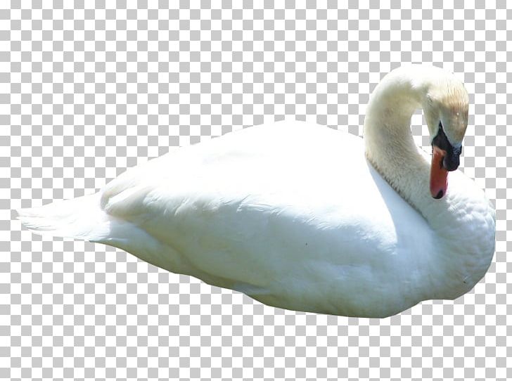 Swan PNG, Clipart, Swan Free PNG Download