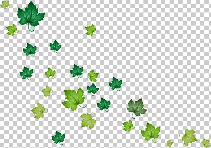 Leaf Green Raster Graphics PNG, Clipart, Autumn, Autumn Leaf Color, Branch, Deciduous, Flora Free PNG Download